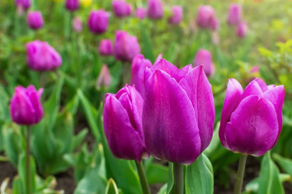 stock image purple tulip. field of tulips. blooming tulip buds in spring