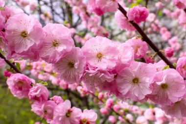 Pembe kiraz dalı. Sakura ağacı. Kiraz çiçeği. sakura tomurcuk