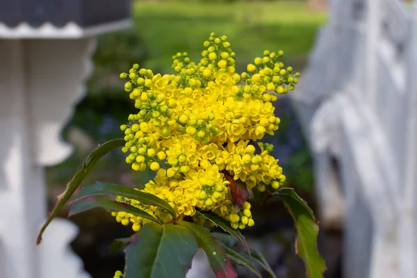 Buquê Pequenas Flores Amarelas Flores Silvestres Primavera Flores Amarelas — Fotografia de Stock