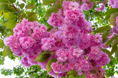 Kiraz ağacında büyük bir kiraz dalı açar.