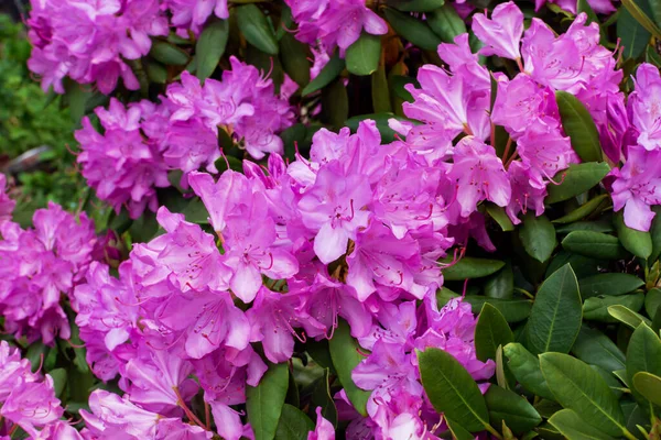 Blooming Pink Rhododendron Flower Meadow — Stock Photo, Image