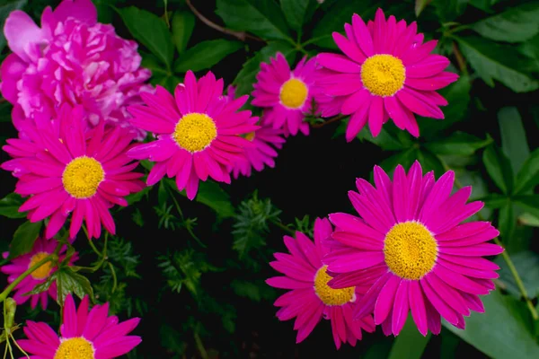 Pink Flower Pyretrum Roseum Robinson Rose — Stock Photo, Image