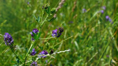 Lucerna bitkisi yeşil bir alana yakın çekim yapıyor.