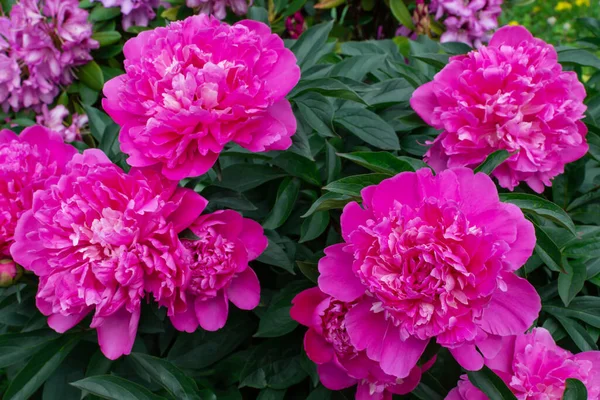 growing fading peonies in a flower bed in the garden