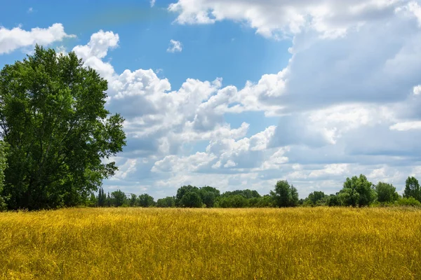 Sarı tarla ve yeşil ağaçlar. Bulutlu mavi gökyüzü. güneşli bir gün