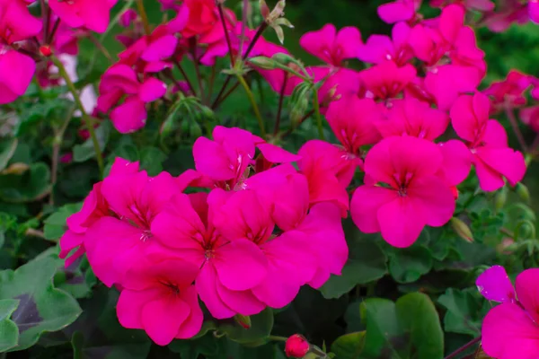 Pélargonia Géranium Rose Fleuri Dans Jardin — Photo
