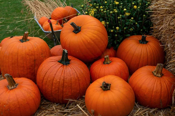 Duże Jesienne Zbiory Dyń Pomarańczowych Przygotowanie Halloween — Zdjęcie stockowe