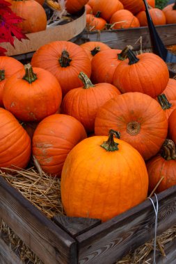 Tahta bir kutuda sonbahar sebzeleri topladım.