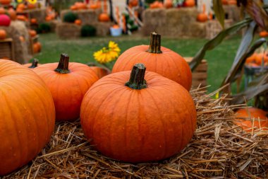 Kuru samandaki portakal kabağı. Sonbahar balkabağı hasadı