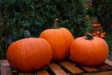 Tahta bir kutuda üç portakal kabağı