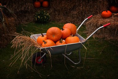 Balkabaklı araba. Olgun portakal kabağı hasat ediyorum.