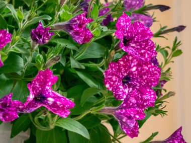 A close-up view of vibrant purple petunias featuring a unique pattern of white speckles, resembling a starry night sky. These eye-catching flowers are perfect for illustrating gardening themes clipart