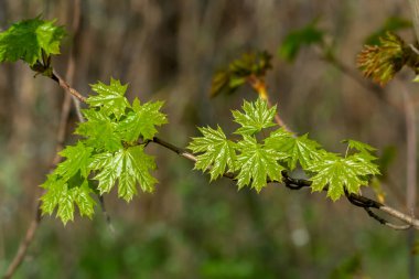 Baharın başında taze, açık yeşil yapraklarla süslenmiş bir akçaağaç dalının detaylı bir görüntüsü. Hassas yeni yeşillik yumuşak doğal ışığı yansıtıyor, yenilenmeyi ve büyüme mevsiminin başlangıcını simgeliyor..