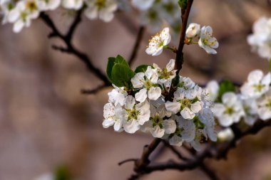Yumuşak, ılık ışıkta yakalanan narin beyaz elma veya kiraz çiçeklerinin yakın çekimi. Çiçekler çerçevenin sağ tarafını doldururken, yumuşak bulanık sol taraf metin veya tasarım elementleri için açık alan sağlar