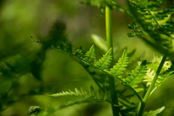 Wiosenna Przyroda Całej Okazałości Liśćmi Paproci Efektem Bokeh Lesie Piękna — Zdjęcie stockowe