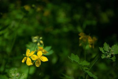 Parlak sarı daha büyük celandin çiçeği, yeşil bokeh arkaplan üzerine seçici bir odak - Chelidonium majus. İlaç fabrikası..