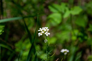 Orman beyaz çiçeği. Kaya Kernera, Petiole Sarımsak bitkisel bir bitkidir. Çiçekler cilt bakımı ile toplanır. Yeşil bokeh arka planı. Vahşi bitkiler çayırlarda büyür ve çiçek açar..