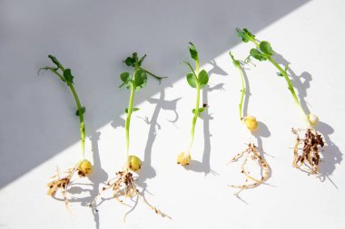Beyaz arka planda bezelye filizleri. Hazır ol. Mikroçimler. Seedling. Tatlı bezelye. Üst görünüm.