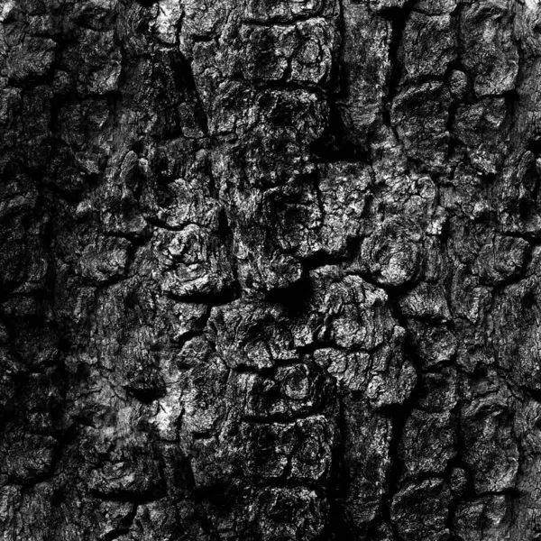 Rustic Tree Bark Texture Background Detailed Wood Texture Monochrome Black — Stock Photo, Image