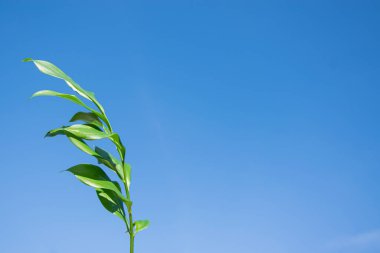 Yeşil yaprak, mavi gökyüzü. Mavi arka planda yalnız bir dal ve metin için yer var. Doğal ekolojik altyapı, kapak tasarımı, Doğal çiçek ve bitki teması, sunum.