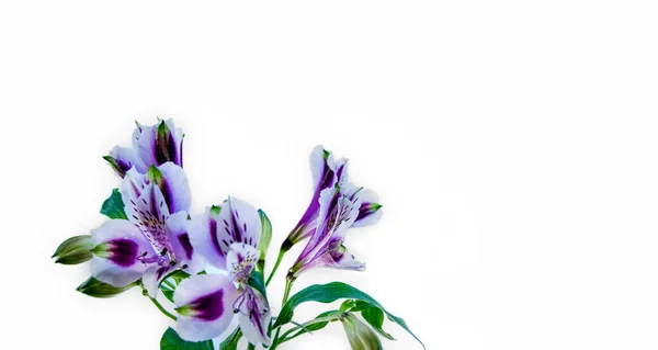 一种白色的紫丁香花 别致的简约的祝贺设计 邀请函 有选择的焦点 复制空间为您的文字 — 图库照片
