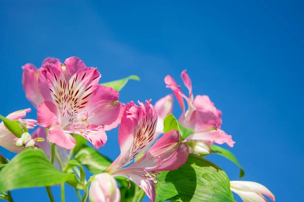 Alstroemeria 'nın pembe çiçekleri mavi gökyüzüne karşı, fotokopi alanı ile yakın plan. Sert gölgeler, odak dışı. Pankartlar için yatay arkaplan, tebrikler, sunumlar
