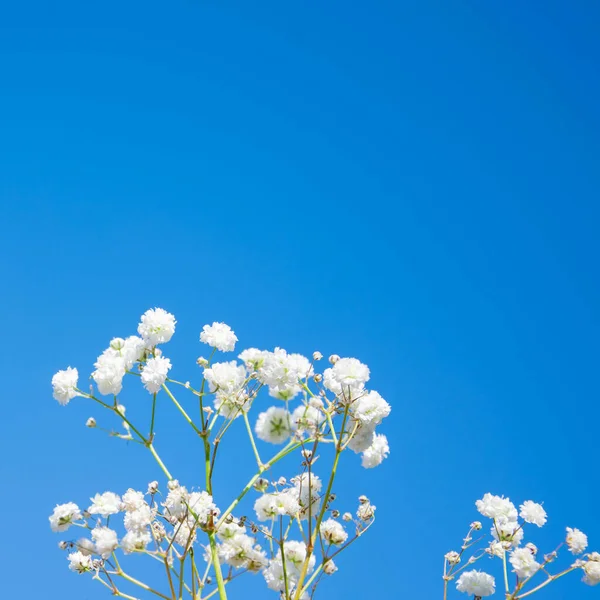 Gipsophila Wolkenloze Luchten Witte Bloemen Een Blauwe Achtergrond Met Ruimte — Stockfoto