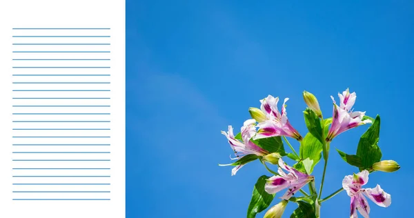 Gökyüzünde mor ve beyaz çiçekler olan bir kartpostal şablonu. Beyaz arka planda mavi çizgileri olan metin için bir yer. Düz konum, kopyalama alanı. Şık minimalist tasarım.