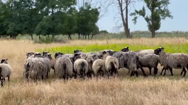 一群羊用干草在田野上吃草 放养的羊 高质量的镜头 — 图库视频影像
