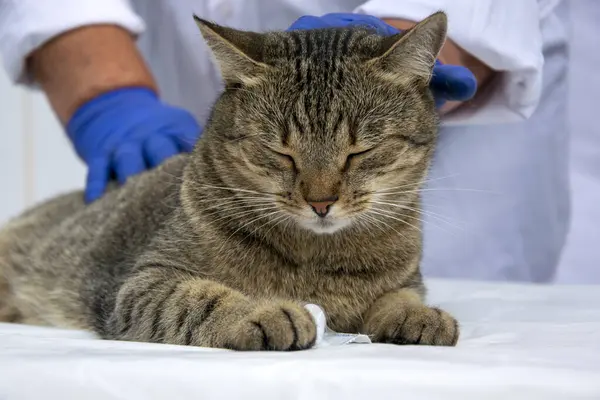A veterinarian doctor holds a young tabby cat on the examination table. Hands in surgical gloves touch the head, trying to calm the cat. Examination of the kitten before vaccination. Veterinary assistance. Veterinarian and cat.