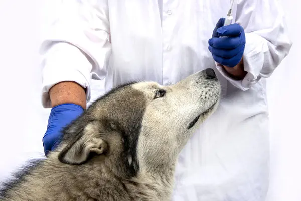 Close up of a dog on vaccination. A veterinarian gives an injection of an Alaskan malamute.