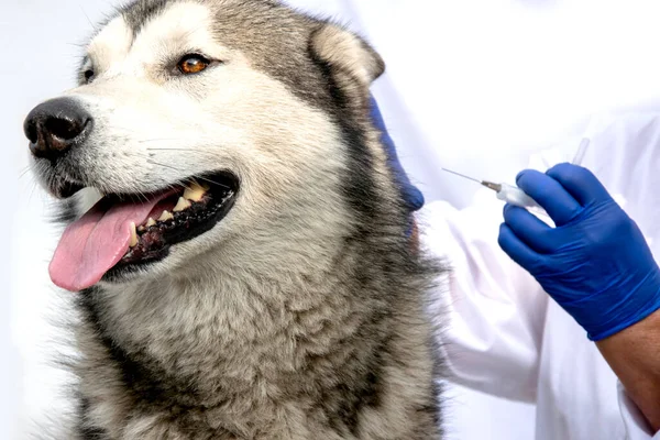 Close up of a dog on vaccination. A veterinarian gives an injection of an Alaskan malamute.