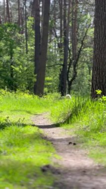 Alaska Malamute 'u yaz ormanlarında yürüyor. Köpek ormanda patikanın yanında koşuyor. Yüksek kaliteli görüntüler. Sinema efektleri. Dikey video.