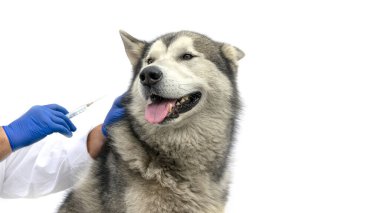 Veteriner kliniğinde yakın plan bir köpeğe iğne yapılır. Beyaz arkaplan, kopyalama alanı. Aşılanmış bir köpek. Bir veteriner Alaska malamute iğnesi yapar..