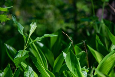 Orman bitkilerinin parlak yeşil arka planı, Bokeh. Bahar manzarası