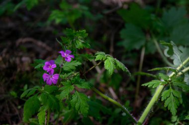 Vahşi büyüleyici orman. Yeşil bulanık arka planda sihirli leylak çiçeği Herb-Robert.