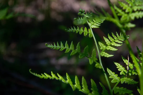 Een Varen Tak Een Donkere Wazige Achtergrond Natuurlijke Voederachtergrond Polypodiaceae — Stockfoto