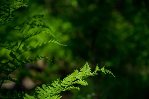 Spring Nature All Its Glory Fern Leaves Dreamy Bokeh Effect — Stock Photo, Image