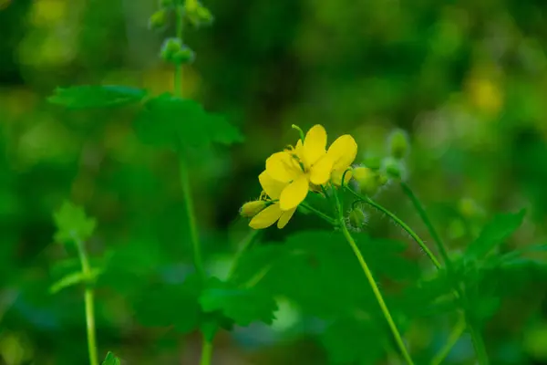 Żółty Kwiat Selendyny Leśnej Polanie Efektem Bokeh Wiosenny Krajobraz Zioła — Zdjęcie stockowe