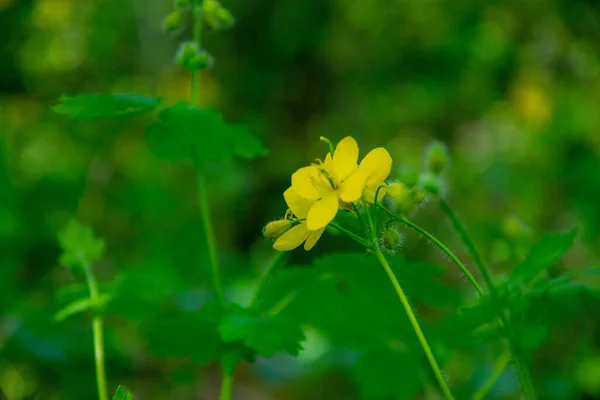黄色的西兰花在森林的林荫中绽放 效果平淡 春天的风景 — 图库照片