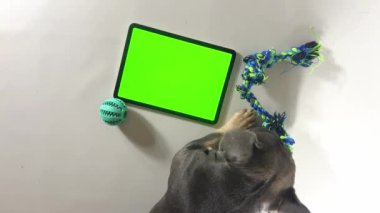 Tabletin yanında yeşil ekranlı bir köpek. Fransız bulldog ve şık köpek aksesuarları. Köpek ve yeşil monitör. Evcil hayvan ürünleri için bir şablon. Dizüstü bilgisayarı olan bir köpek, ekrana bakar, patisini...