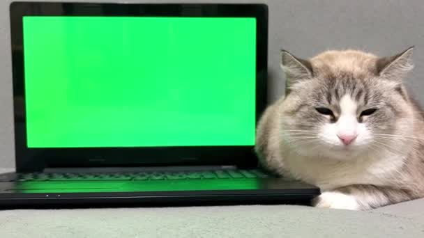 Μπροστά Όψη Γάτας Δίπλα Υπολογιστή Πράσινη Οθόνη Φουντωτή Γάτα Γκρι — Αρχείο Βίντεο