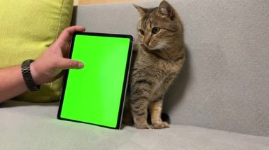 Yeşil ekranda erkek eller ve komik bir kedi yavrusu. Reklamınız için hoş bir sahne. Tablet ekranından internette evcil hayvan ve arama veya görüntüleme. Yeşil arkaplan yakınlarında tüylü bir hayvan.