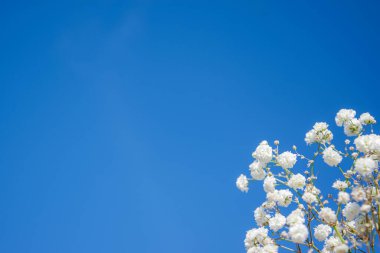 Hassas, küçük bulanık beyaz çiçekler gökyüzü arka planında. Seçici odaklanma. Yüzeyin derinliği. Metnin için telif hakkı.