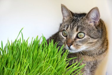 Beyaz arka planda çimlerde tekir kedisi. Genç kedi ve yeşil taze yulaf filizleri. Mesaj için yer. Hayvan sağlığı kavramı. Reklam için arka plan.