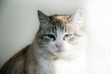 Mavi gözlü gri kedi. Beyaz arka planda mavi gözlü güzel bir kedi. Neva Maskeli Kedi