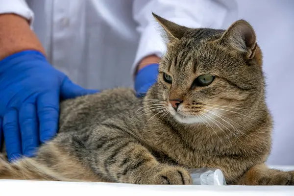 A close up of a cat in a veterinary room. The veterinarian examines the cat on the examination table. European shorthair, cute kitty on medical examination.Veterinary medicine.