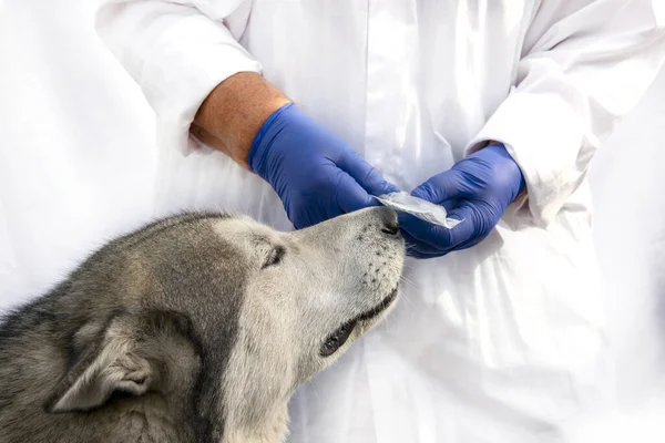 Bir köpek veteriner muayenehanesinde onu muayene eden bir veterinerin elindeki şırıngayı kokluyor. Veteriner hekimliği sahnesi.