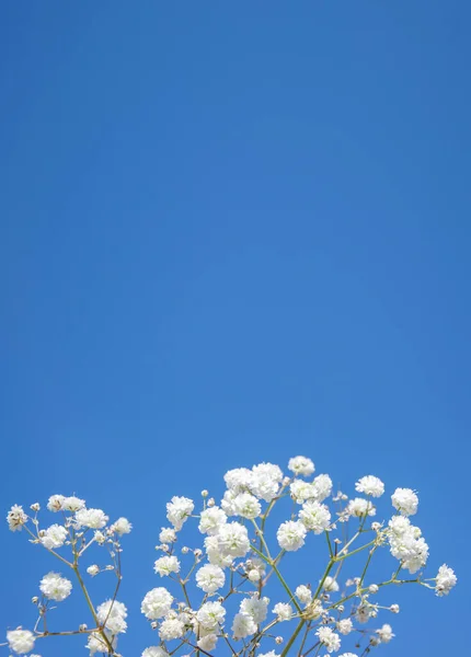 White small flowers on a blue background with a place for text. Background image for the design of a postcard, banner.