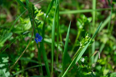 Yeşil bulanık arkaplanda mavi sardunya ve beyaz yabani çiçek. Bahar çiçekleri ve rüya gibi bir bokeh arka planı olan sakin ve sakin bir orman. Çiçeklerin açtığı rüya gibi bir orman sahnesi..